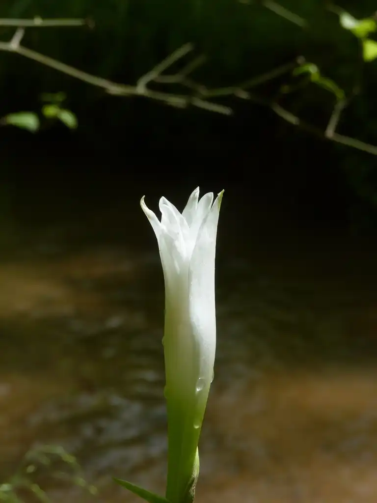 Photo of Zephyranthes atamasco (Zephyranthes atamascos)