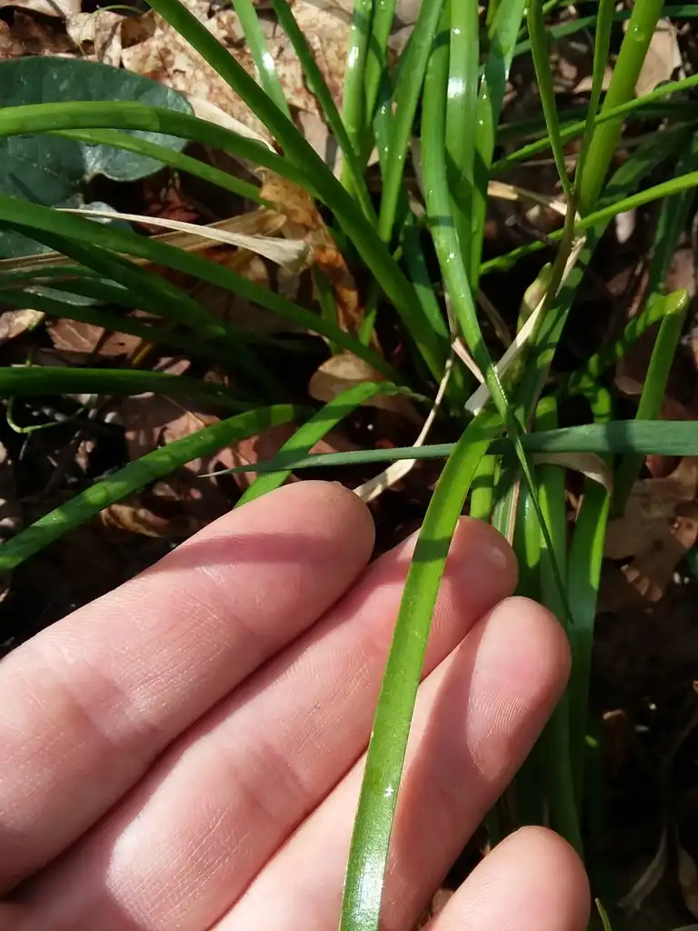 Photo of Zephyranthes atamasco (Zephyranthes atamascos)