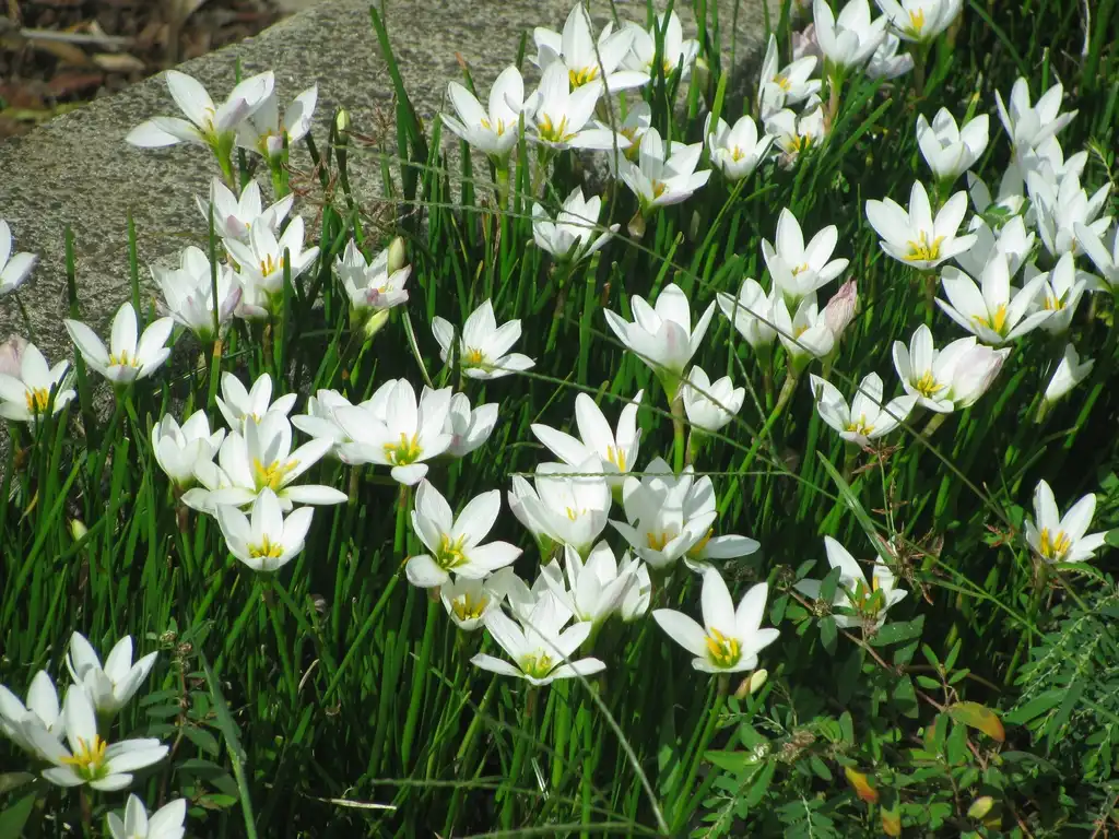 Photo of Zephyranthes candida (Zephyranthes candidas)