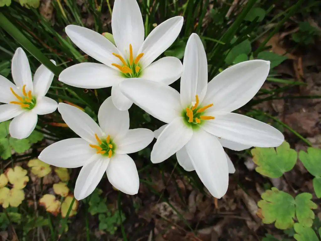Photo of Zephyranthes candida (Zephyranthes candidas)