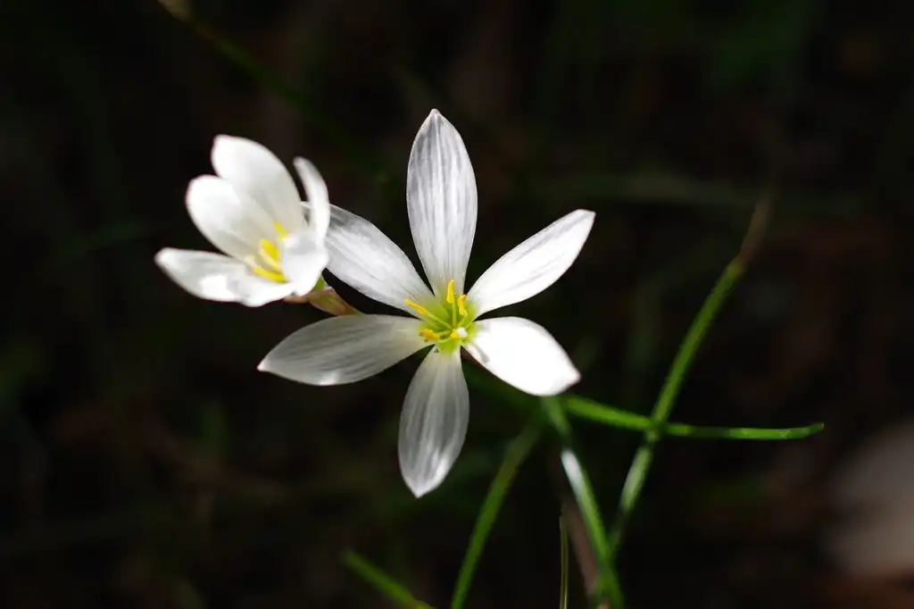 Photo of Zephyranthes candida - Flowers:Chihiro H