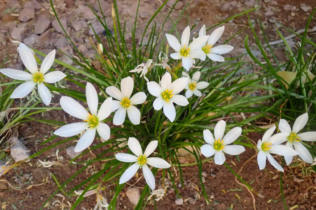 Photo of Zephyranthes candida - Form from Top:Krzysztof Ziarnek, Kenraiz