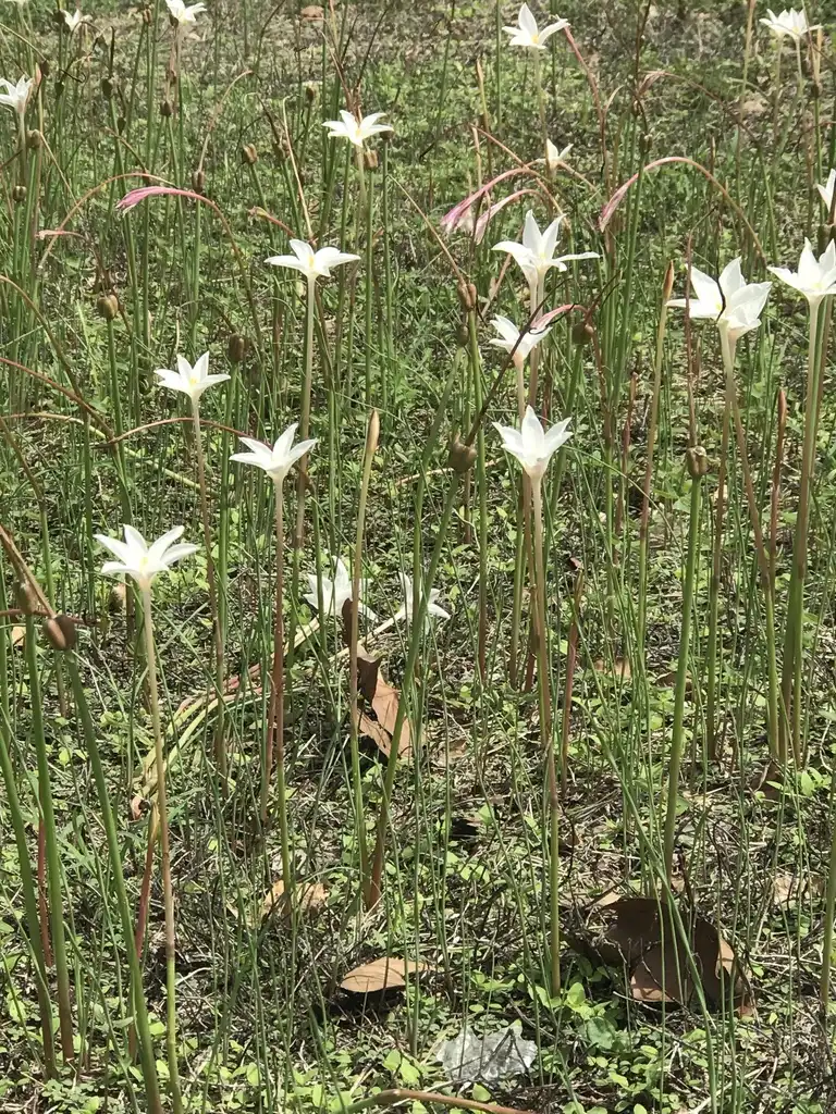 Photo of Zephyranthes drummondii (Zephyranthes drummondiis)