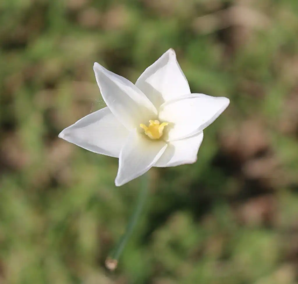 Photo of Zephyranthes drummondii (Zephyranthes drummondiis)