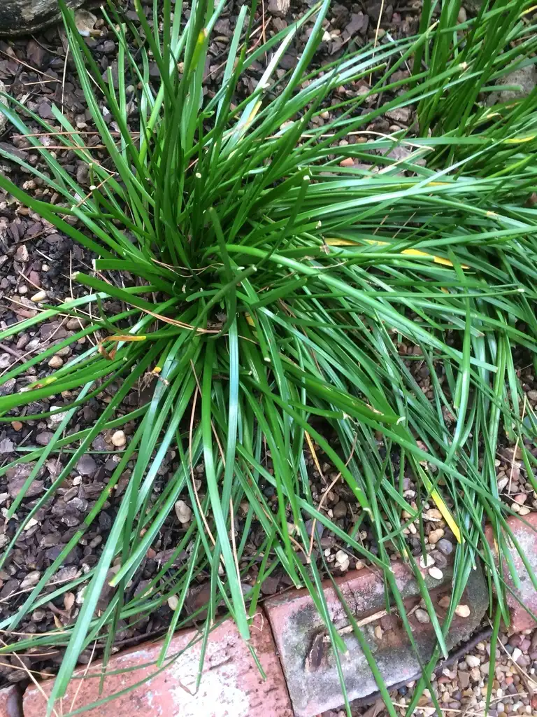 Photo of Zephyranthes drummondii - Form:Bill Schur
