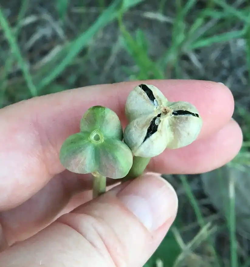 Photo of Zephyranthes drummondii - Fruit:Janna Hill