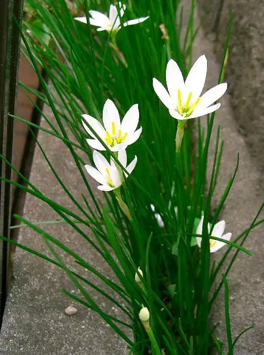Фото Zephyranthes (Zephyranthess)