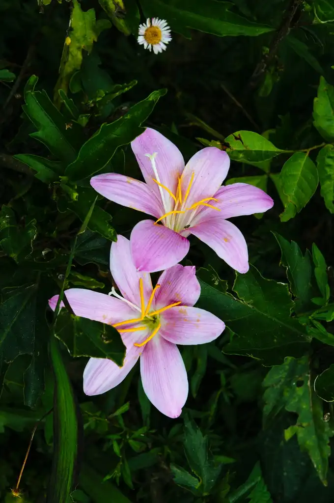 Фото Zephyranthes (Zephyranthess)