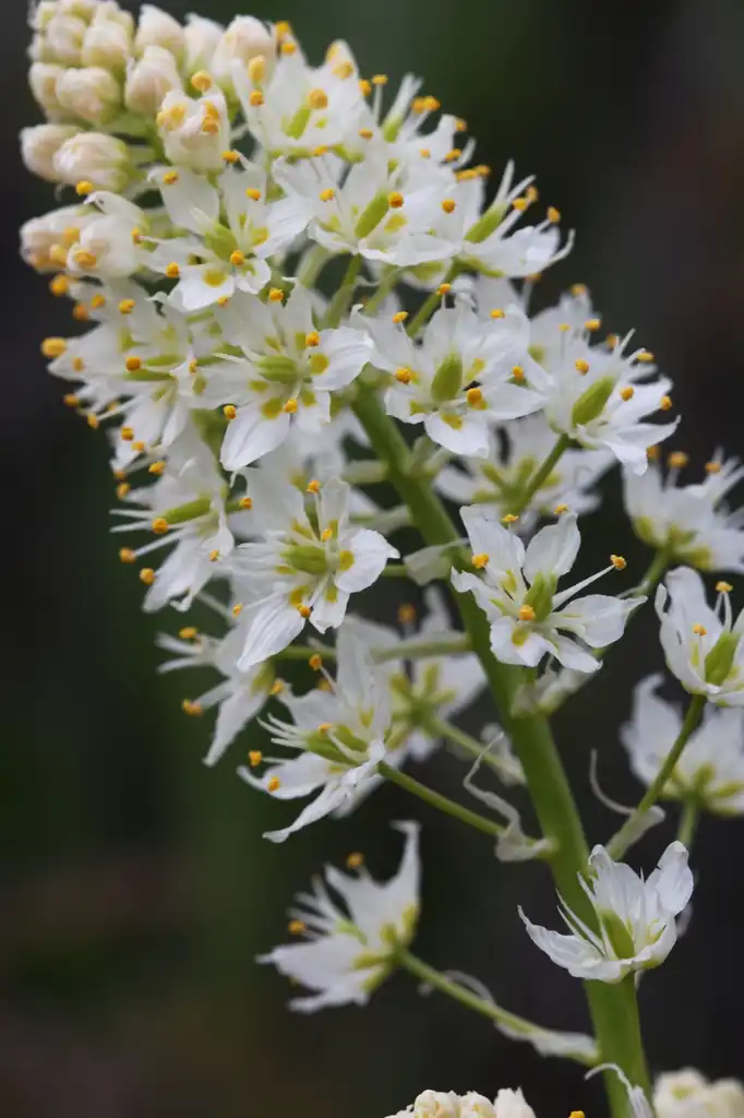 Photo of Zigadenus (Zigadenuss)