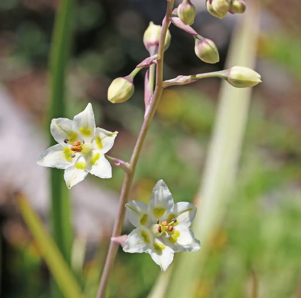 Photo of Zigadenus (Zigadenuss)