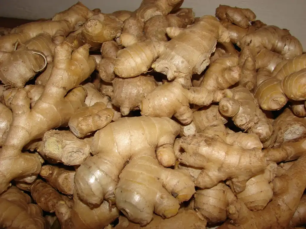 Фото Zingiber officinale (Zingiber officinales)