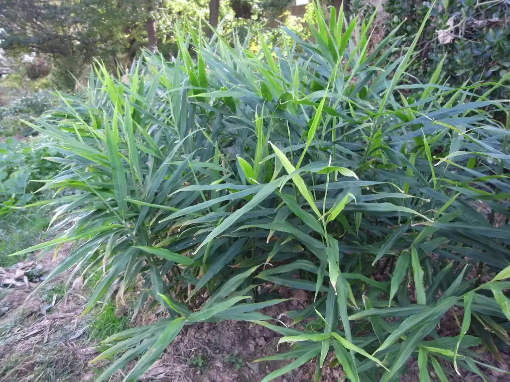 Фото Zingiber officinale - Plant:Dalgial