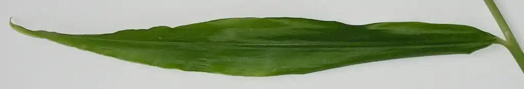 Фото Zingiber officinale - Leaf:Bff