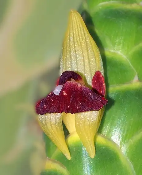 Фото Zingiber officinale - Flower:Ogniw