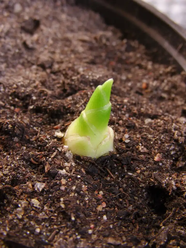 Фото Zingiber officinale - Newly Emerged:Ollie Salmela