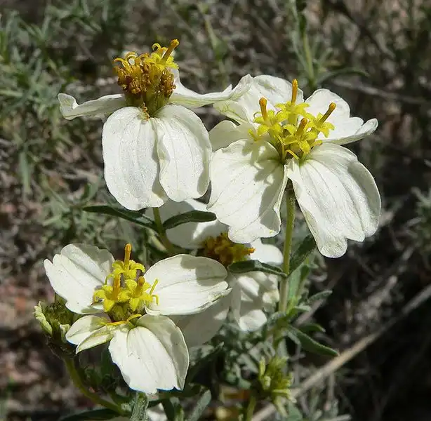 Фото Zinnia acerosa (Zinnia acerosas)