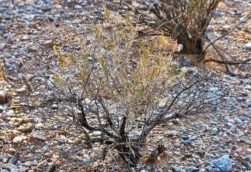 Фото Zinnia acerosa (Zinnia acerosas)