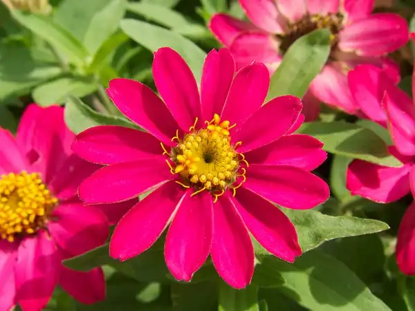 Foto de Zinnia angustifolia (Zinnia angustifolias)