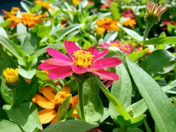 Foto de Zinnia angustifolia (Zinnia angustifolias)