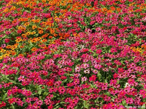 Foto de Zinnia angustifolia - Mass planting:Dicky