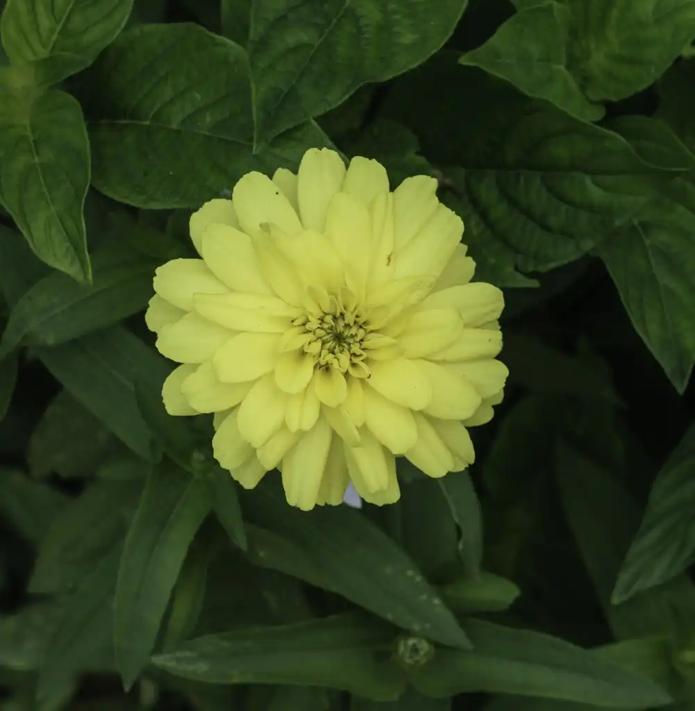 Foto de Zinnia angustifolia - Zinnia angustifolia 'Canary Bird':PumpkinSky