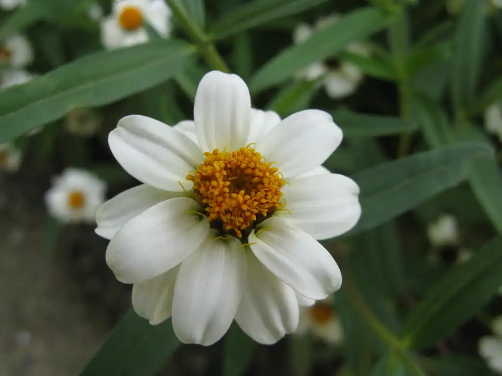 Foto de Zinnia angustifolia - Zinnia angustifolia 'Pette Land White':KENPEI