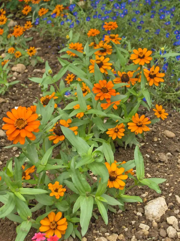 Foto de Zinnia angustifolia - Zinnia angustifolia 'Profusion Orange':Qwertzy2