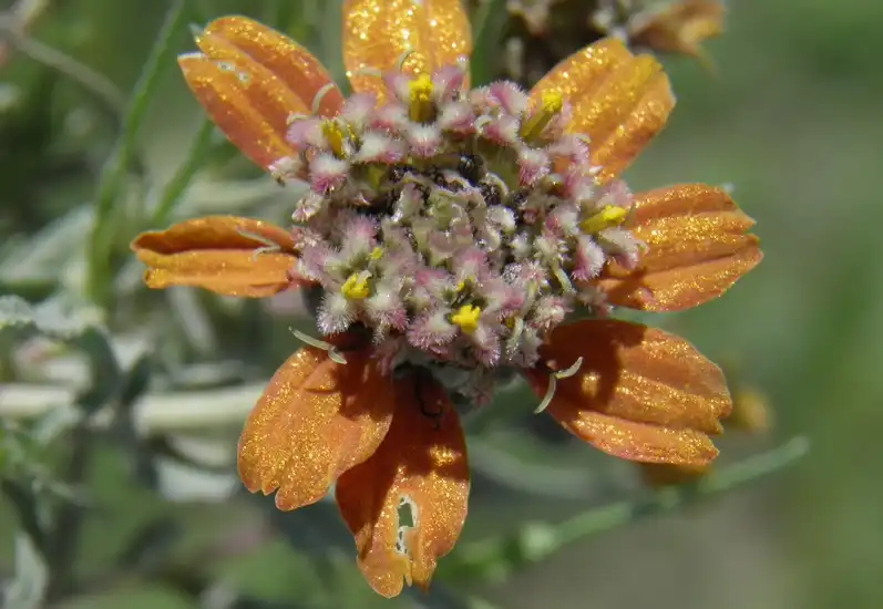 Photo of Zinnia anomala (Zinnia anomalas)