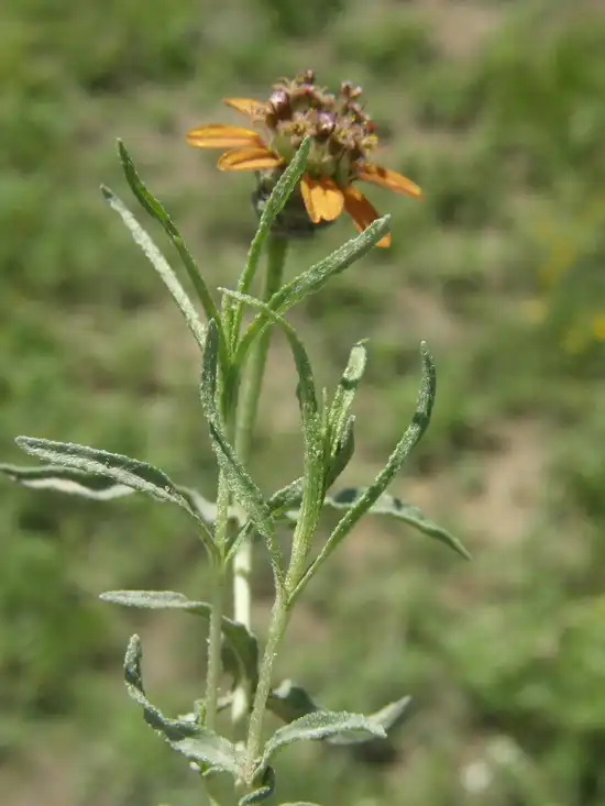 Photo of Zinnia anomala (Zinnia anomalas)