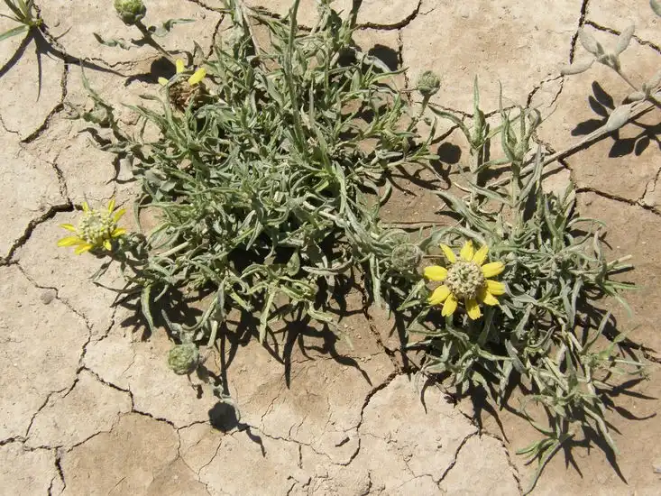 Photo of Zinnia anomala - Habit:Wynn Anderson, Univ. of Ca., Berkley