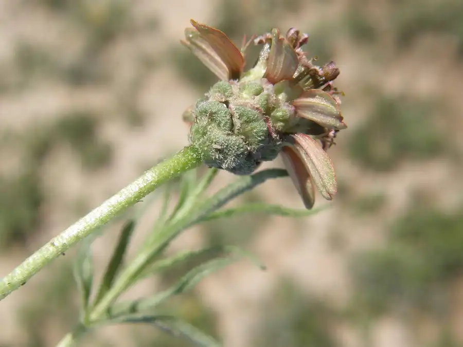 Photo of Zinnia anomala - Flower underside:Wynn Anderson, Univ. of Ca., Berkley
