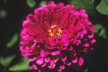 Photo of Zinnia elegans (Zinnia eleganss)
