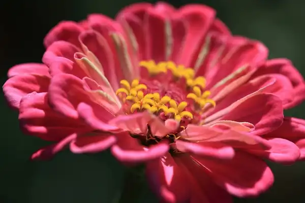 Photo of Zinnia elegans (Zinnia eleganss)
