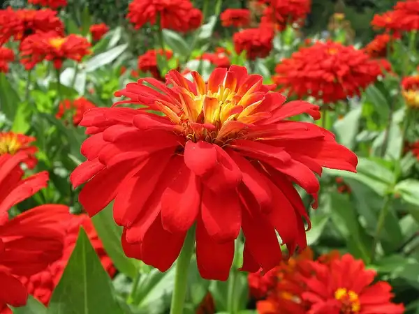 Photo of Zinnia elegans - Zinnia elegans:Chris Gladis