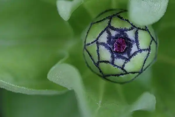 Photo of Zinnia elegans - Zinnia elegans:Reilly Butler