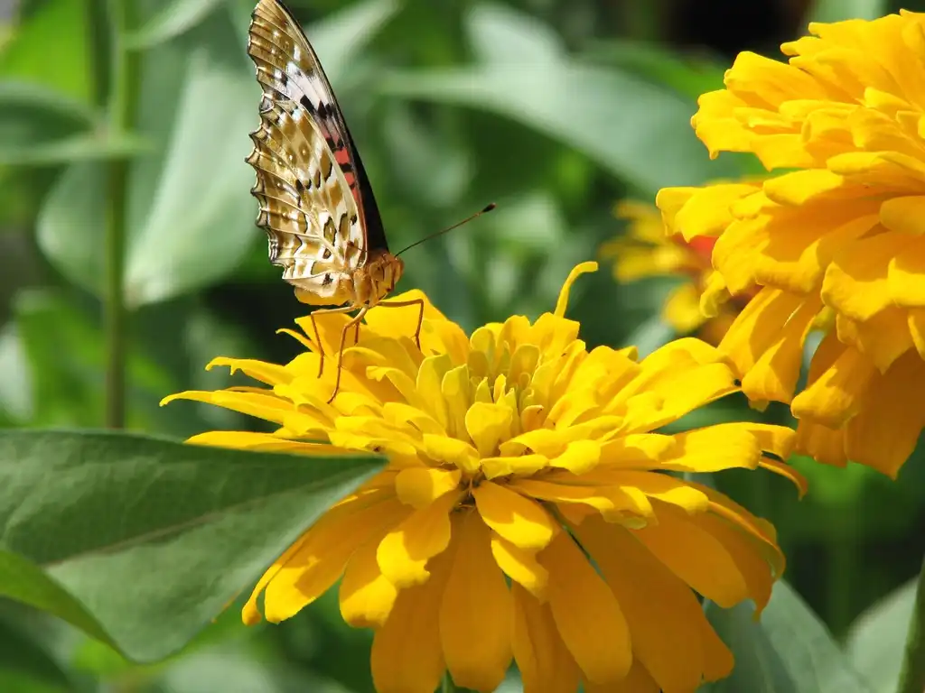 Photo of Zinnia elegans - Zinnia elegans:Chris Gladis