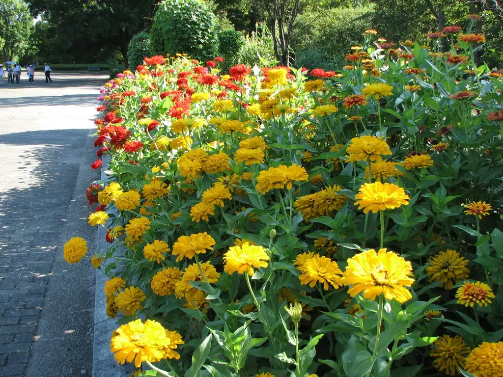 Photo of Zinnia elegans - Zinnia elegans:Chris Gladis