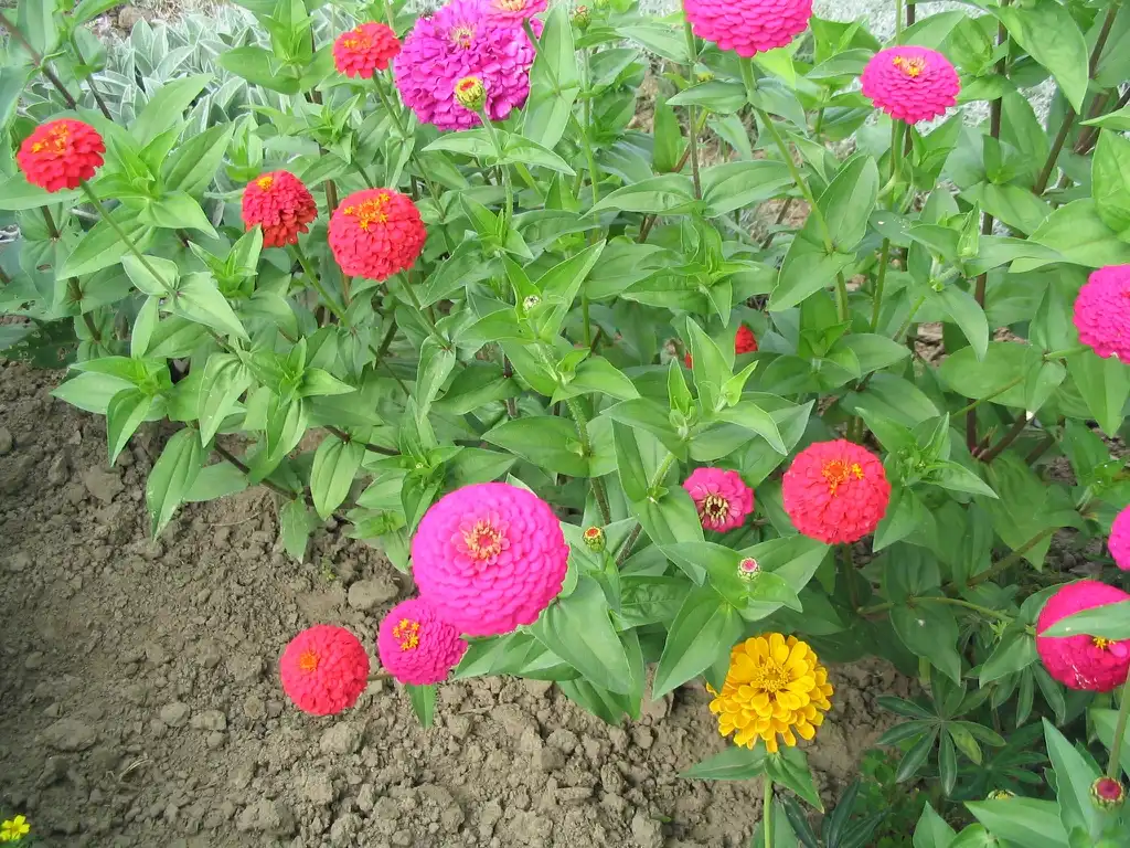 Photo of Zinnia elegans - Zinnia elegans:Goku122