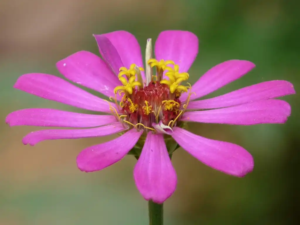 Photo of Zinnia elegans - Zinnia elegans petals:2010 Jee & Rani Nature Photography
