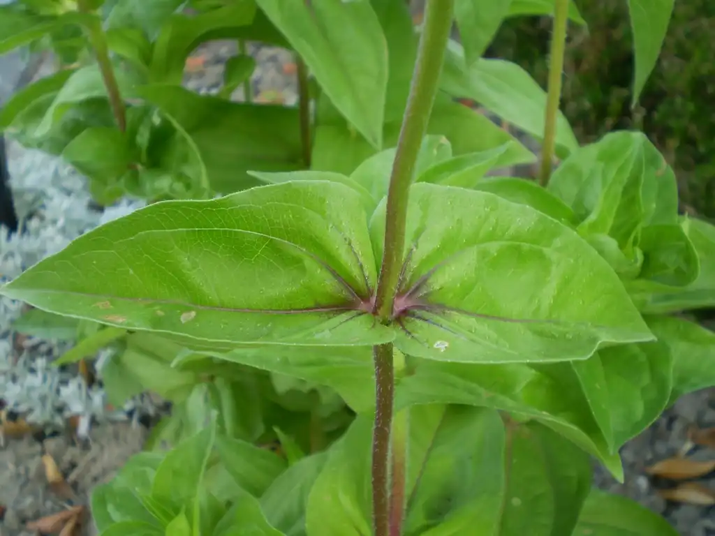 Photo of Zinnia elegans - Zinnia elegans leaf arrangment:Rob Hille