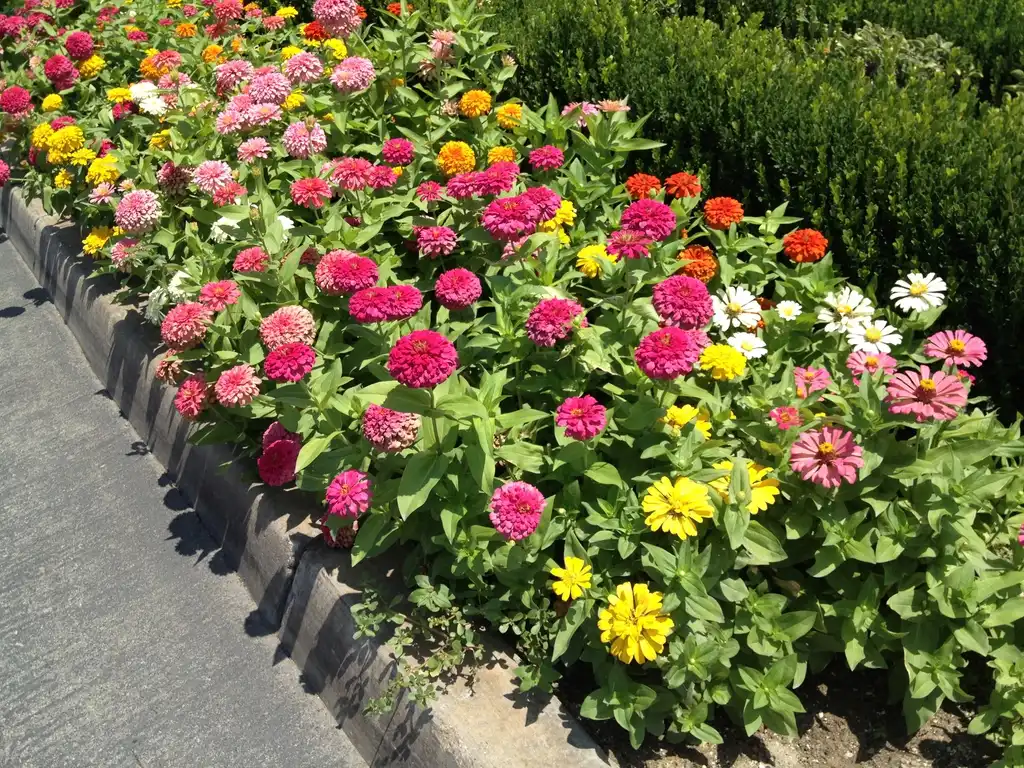 Photo of Zinnia elegans - Flower Form:Jim Robbins