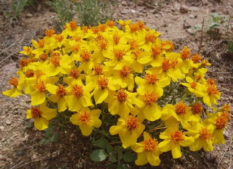 Foto de Zinnia grandiflora (Zinnia grandifloras)
