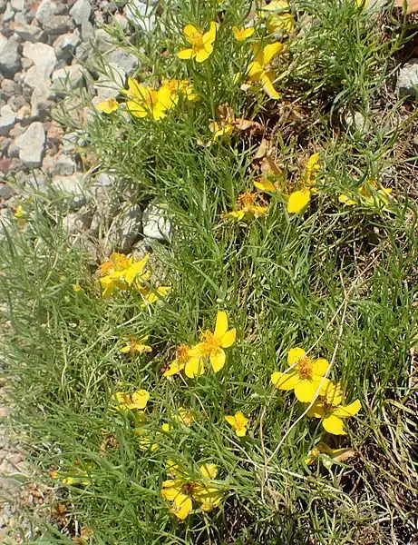 Foto de Zinnia grandiflora (Zinnia grandifloras)