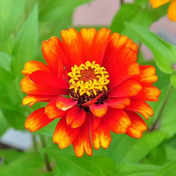 Фото Zinnia haageana (Zinnia haageanas)