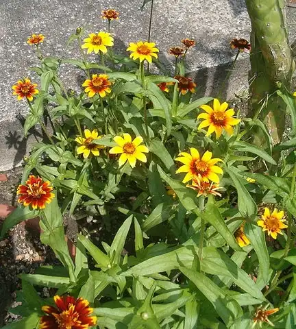 Фото Zinnia haageana (Zinnia haageanas)