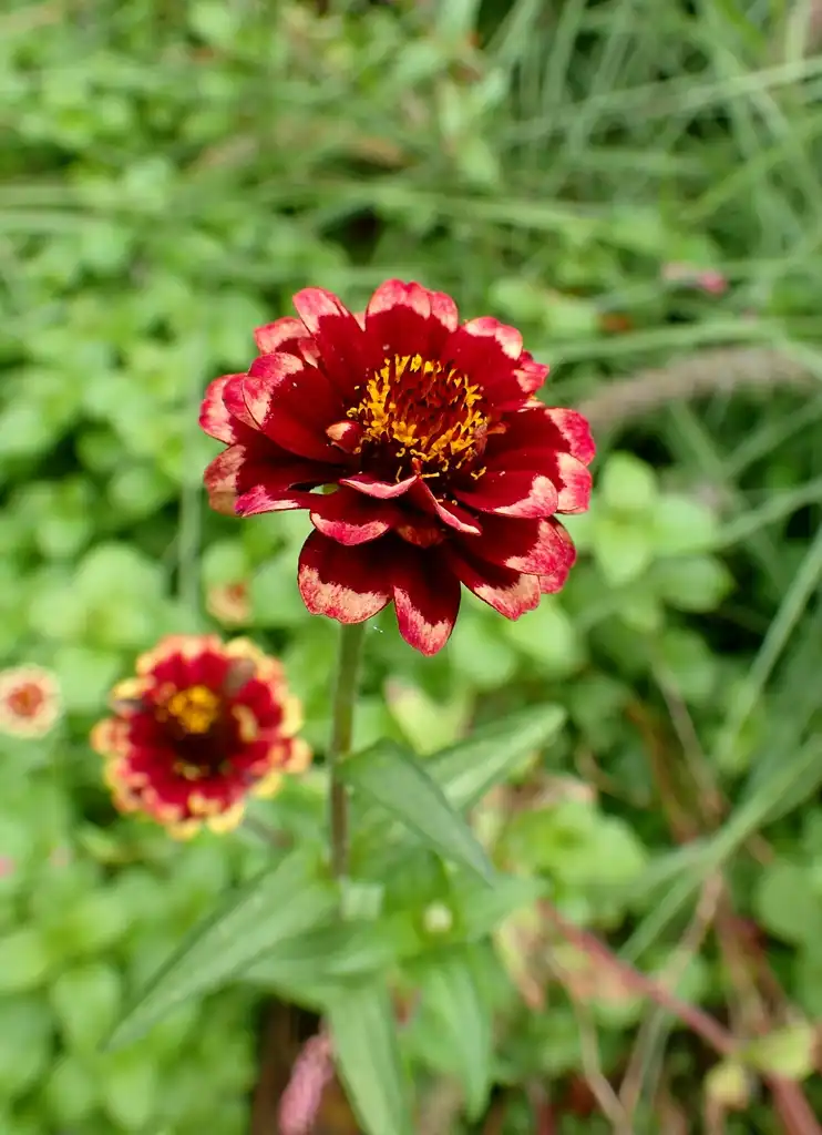 Фото Zinnia haageana - Zinnia haageana 'Aztec Burgundy Bicolor':Krzysztof Ziarnek, Kenraiz