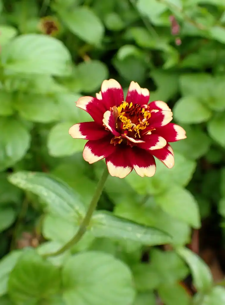 Фото Zinnia haageana - Zinnia haageana 'Aztec Burgundy Bicolor':Krzysztof Ziarnek, Kenraiz