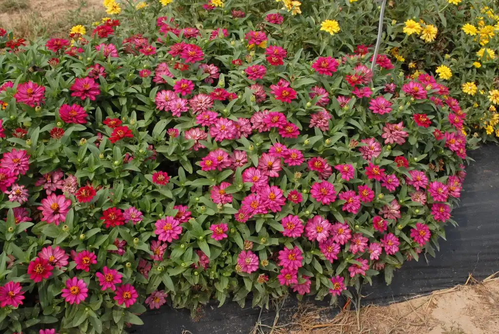 Photo of Zinnia marylandica (Zinnia marylandicas)