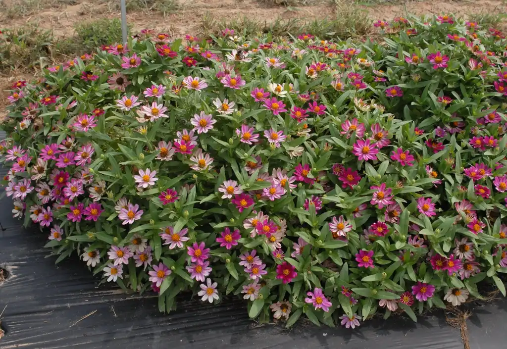 Photo of Zinnia marylandica (Zinnia marylandicas)