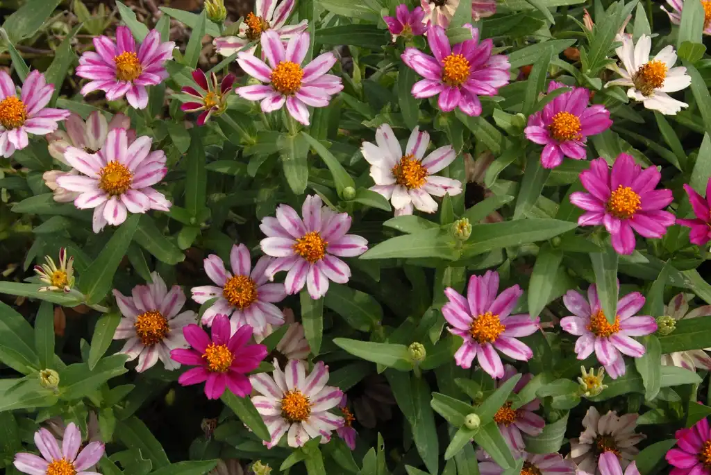 Photo of Zinnia marylandica - 'Zahara Cherry' Flower and Leaves:Jim Robbins